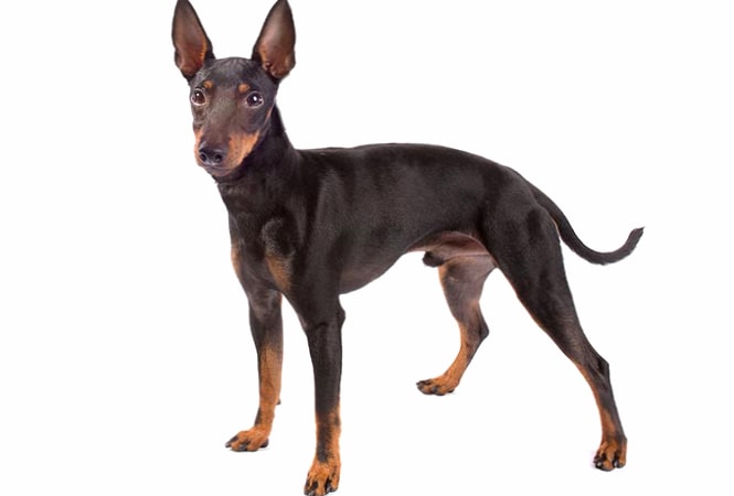 Toy Manchester Terrier wallpapers HD