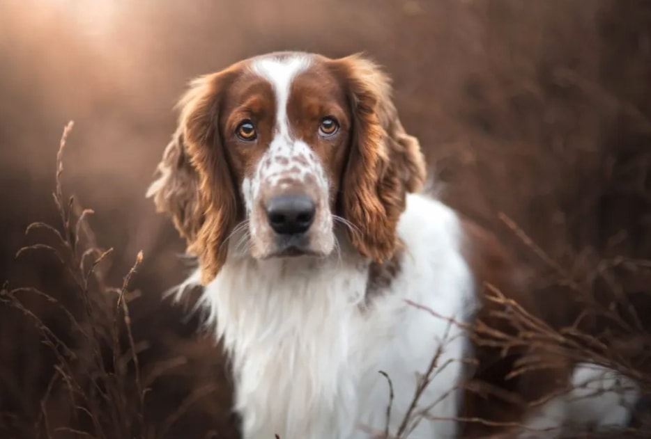 Welsh Springer Spaniel wallpapers HD
