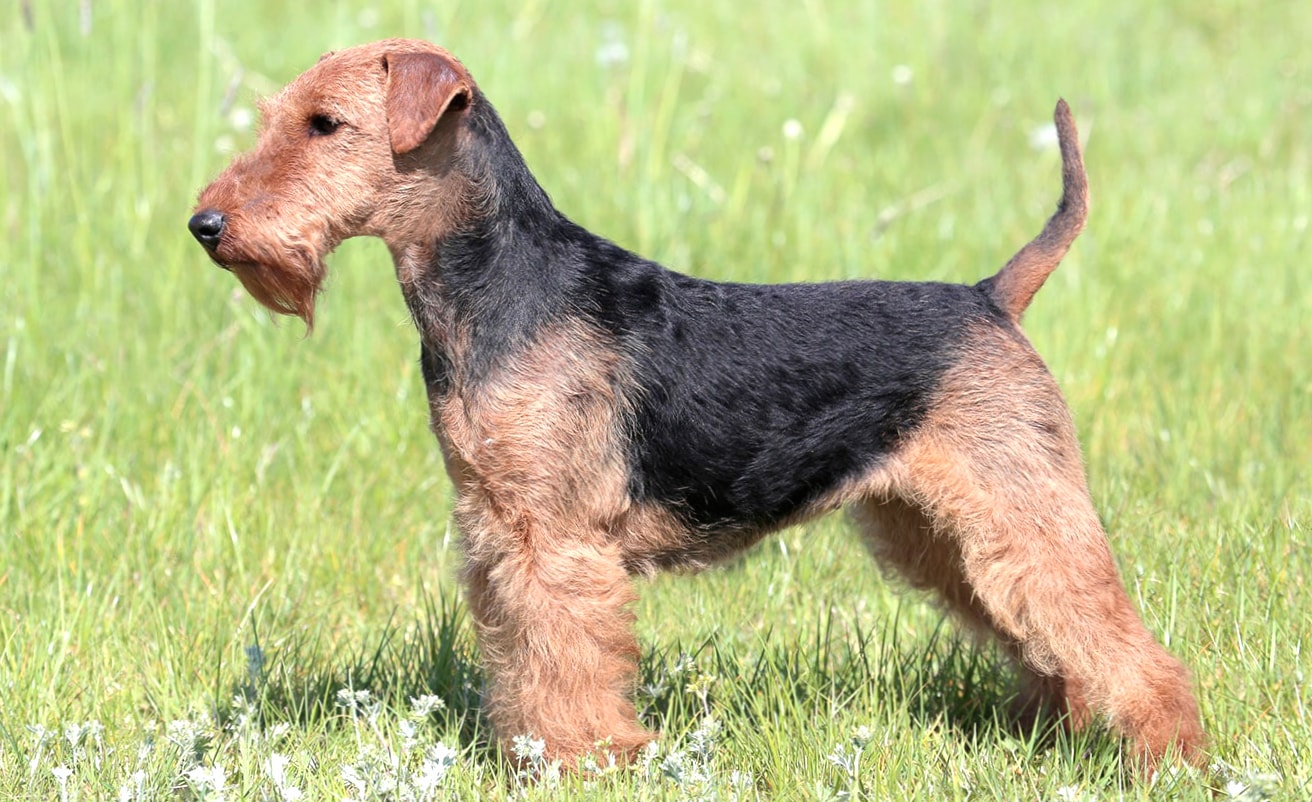 Welsh Terrier wallpapers HD