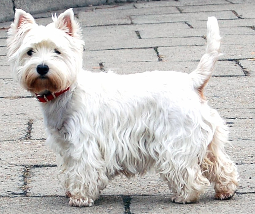 West Highland White Terrier wallpapers HD