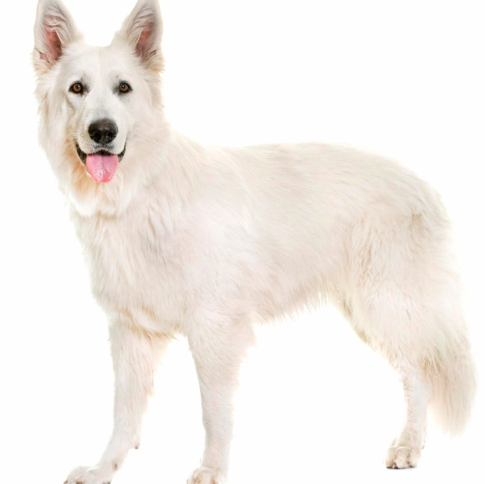 White Shepherd wallpapers HD