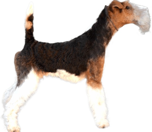 Wire Fox Terrier wallpapers HD