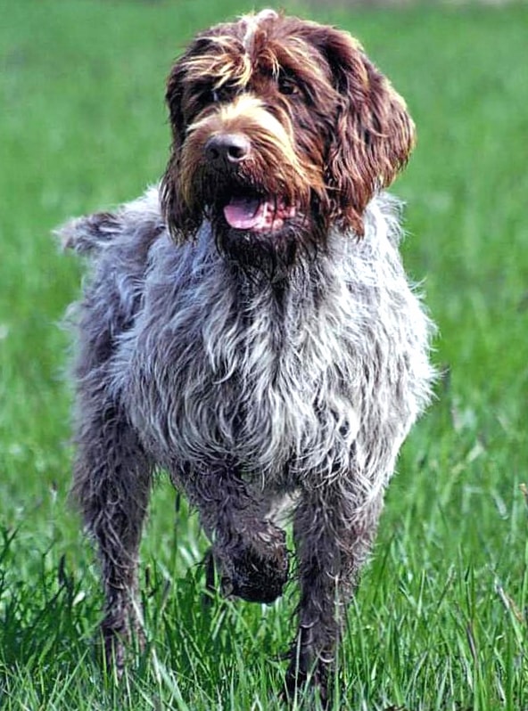 Wirehaired Pointing Griffon wallpapers HD