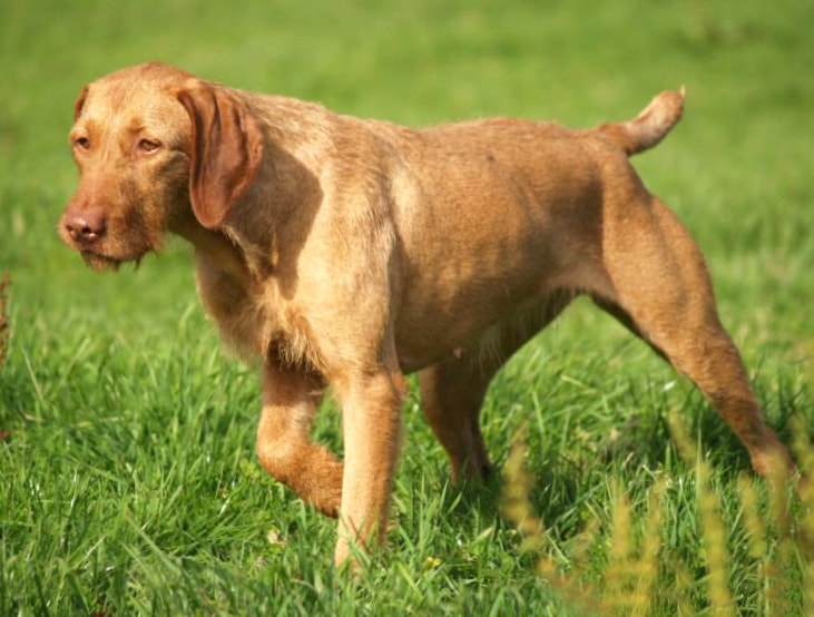 Wirehaired Vizsla wallpapers HD