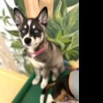 Alaskan Klee Kai free download