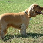 Alpine Spaniel breed