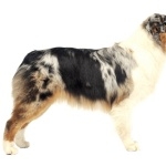 Australian Shepherd cute