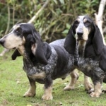 Basset Bleu de Gascogne hd