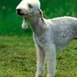 Bedlington Terrier photos