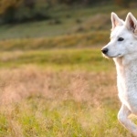 Berger Blanc Suisse download wallpaper