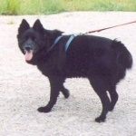 Black Norwegian Elkhound widescreen