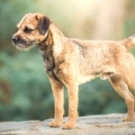 Border Terrier image