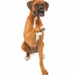 Boxer breed wallpapers for desktop