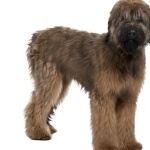 Briard hd wallpaper