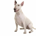 Bull Terrier widescreen