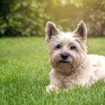 Cairn Terrier background