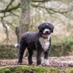 Cantabrian Water Dog widescreen