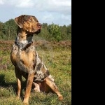 Catahoula Cur download