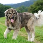 Caucasian Shepherd Dog new photos