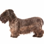 Cesky Terrier images