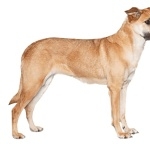 Chinook breed image