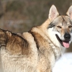 Czechoslovak Wolfdog wallpapers