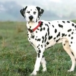 Dalmatian breed wallpapers for desktop