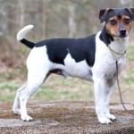 Danish Swedish Farmdog breed