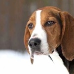 Finnish Hound pic