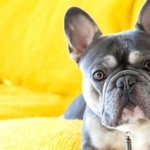 French Bulldog new wallpapers