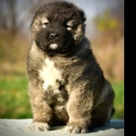 Georgian Shepherd Dog pic