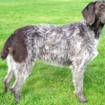 German Longhaired Pointer new wallpapers