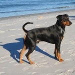 German Pinscher free wallpapers