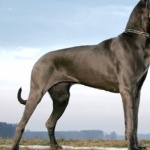 Great Dane new wallpapers