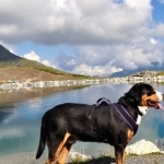 Greater Swiss Mountain Dog free