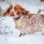 Irish Red and White Setter free wallpapers