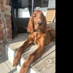 Irish Setter images