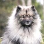 Keeshond breed