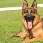 King Shepherd hd photos