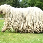 Komondor free