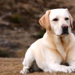 Labrador Retriever free