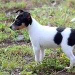 Miniature Fox Terrier images