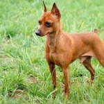 Miniature Pinscher high definition wallpapers