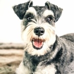 Miniature Schnauzer free