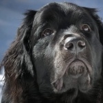 Newfoundland breed background