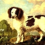 Norfolk Spaniel hd