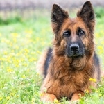 Old German Shepherd Dog download