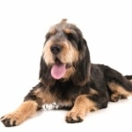 Otterhound wallpapers for desktop