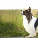 Papillon breed wallpapers hd