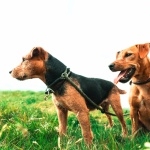 Patterdale Terrier full hd